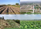 Đóng góp cho “Phương án phát triển khu vực nông thôn” trong Báo cáo Quy hoạch Thủ đô