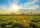 Làm rõ đề bài dự thi “Ý tưởng quy hoạch công viên bãi nổi Sông Hồng“