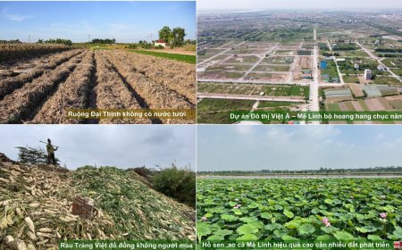 Đóng góp cho “Phương án phát triển khu vực nông thôn” trong Báo cáo Quy hoạch Thủ đô