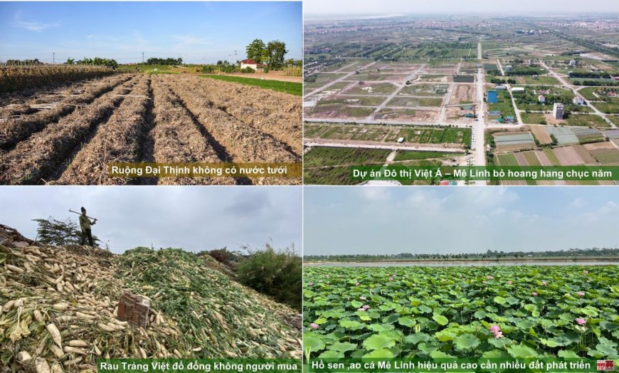 Đóng góp cho “Phương án phát triển khu vực nông thôn” trong Báo cáo Quy hoạch Thủ đô
